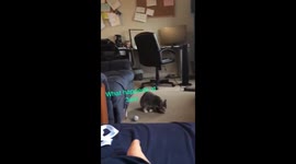 Hyper kitten gets a burst of energy in small bachelor suite