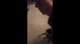 Cute abandoned kitten playing with toy after being found