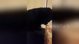 Newsflare Edit - Black kitty attacking duvet