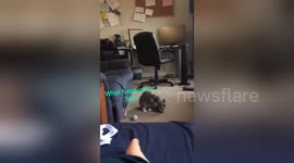 Newsflare Edit - Hyper kitten gets a burst of energy in small bachelor suite
