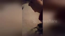 Newsflare Edit - Cute abandoned kitten playing with toy after being found