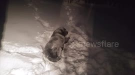 Bella Enjoying The Blizzard
