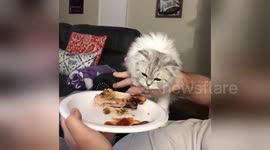 How to lose weight in 2018 - get a cat