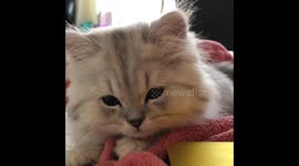 Kitten purrs louder than tractor