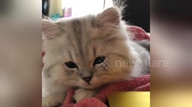 Newsflare Edit - Kitten purrs louder than tractor