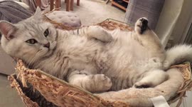 Cute cat feeling very lazy