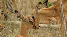 Baby Impala Lambs show Love and Affection