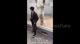 Sneaky white tiger tries to attack man at zoo