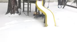 North America Deep Freeze - Miniature poodle puppy running through snow in backyard in New England