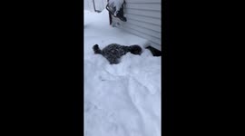 North America Deep Freeze - Slow motion video of Puppy jumping out of deep snow into path
