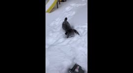 North America Deep Freeze - Dog mini poodle puppy slow motion video jumping out of snow