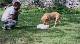 Dog Obedience
