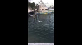 Josh Smith Rescues Reef Shark