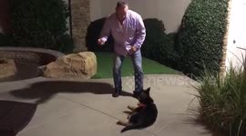 German shepherd plays dead