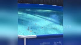 Pool freezes in Pensacola, Florida
