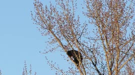 black bear eating cottonwood buds in 90 ft tree Bills Backyard Willow River B.C.bears eating cottonwood flowers
