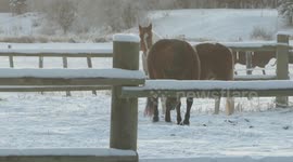 Bills Backyard Willow River B.C. horses hear wolfs howling