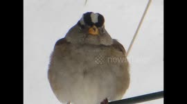 . grumpy birds hate winter