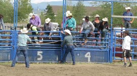 .bull rider gets thrown into pen of bulls