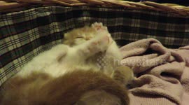 Titano il micio