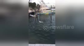 Man catches shark in tiny net and releases it into open sea