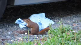 red squirrel steals paper towel