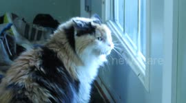 My 18 year old cat stands her ground