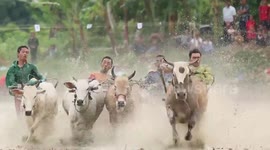 Men dragged through mud during extraordinary cow racing event in Indonesia