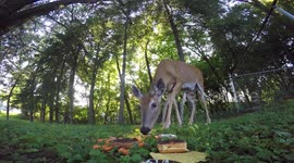 Deer Eating Up Close-Mom