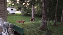 Fluffy Tortilla Hits Deer’s Head