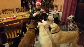 Dogs waiting patiently for Christmas snack