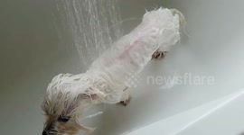 Funny dog is so happy after his shower