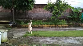 Attractions a cat while playing with his catch rats