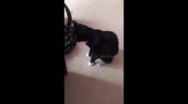 Cat coughing up hair and liquid