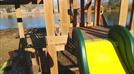 Cat sliding down playset
