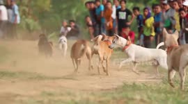 Dog Race