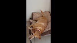 Labrador dog so excited to go visit her sister