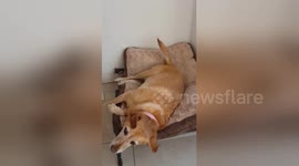 Newsflare Edit - Labrador dog so excited to go visit her sister