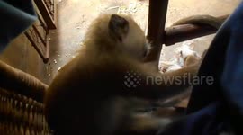 Rescued baby monkey being adorable
