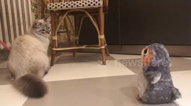 Kitten tries to save a Porg