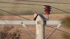 Funny Woodpecker falls off post.