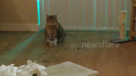 Does my cat like catnip