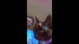 My cat spades and I