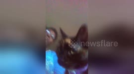 Newsflare Edit - My cat spades and I