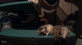 Spinning Pet Rats