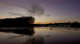 Amazing display of starling murmuration in winter evening sky