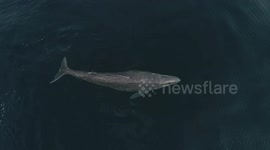 Mother gray whale dwarfs newborn baby