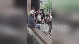 Friendly deer bows to get treat