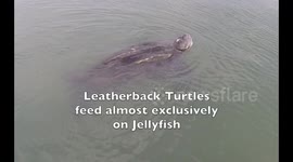 Paddleboarding with Leatherback Turtles