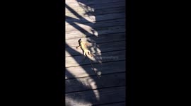 @wsvn The iguana fared well but he has another cold night ahead! https://t.co/zR0PFI7Oku